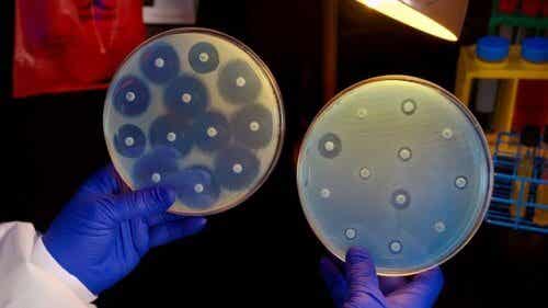 Resistenza agli antibiotici: colture batteriche.