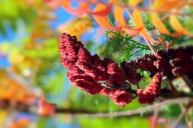 Uva turca: proprietà, usi e controindicazioni