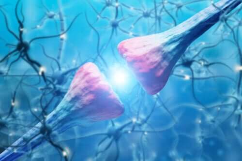 Come funzionano i neuroni umani