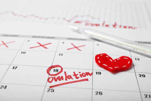 Ovulazione segnata sul calendario.