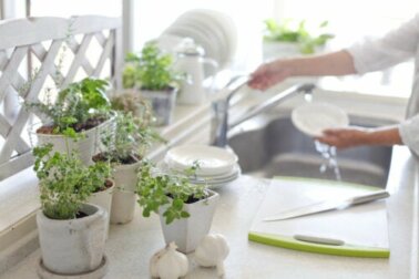 Piante in cucina: quali vantaggi offrono?