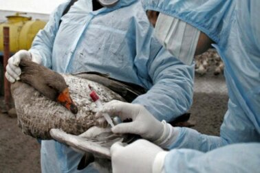 Influenza aviaria: sintomi, diagnosi e trattamento