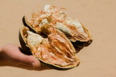 Il frutto del baobab: valori, benefici e rischi