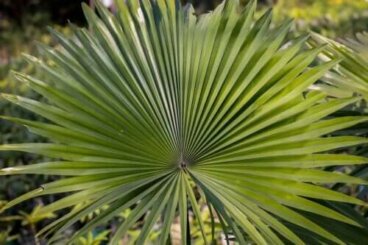 Saw palmetto: cos'è e per cosa si usa?
