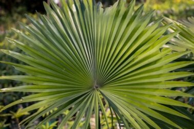 Saw palmetto: cos'è e per cosa si usa?