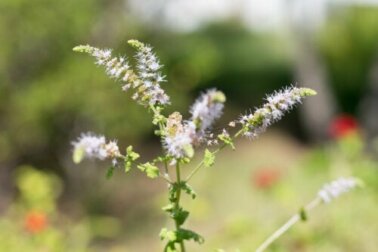 Cohosh nero: proprietà e controindicazioni