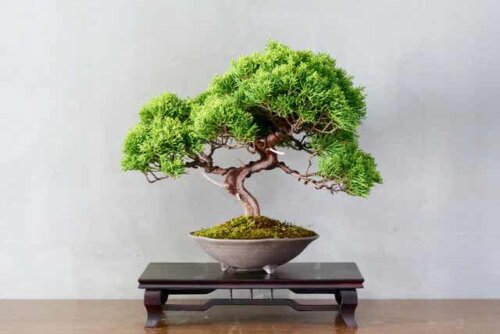 Bonsai in casa.