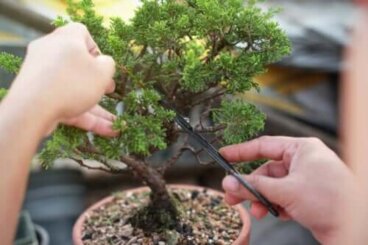 Bonsai: come coltivarli e prendersene cura