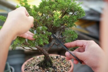 Bonsai: come coltivarli e prendersene cura