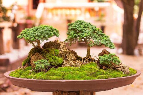 Vaso con bonsai.