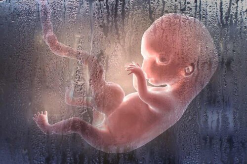 Liquido amniotico: feto nella placenta.