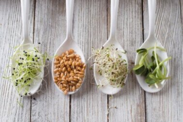 I germogli: benefici, rischi e preparazione