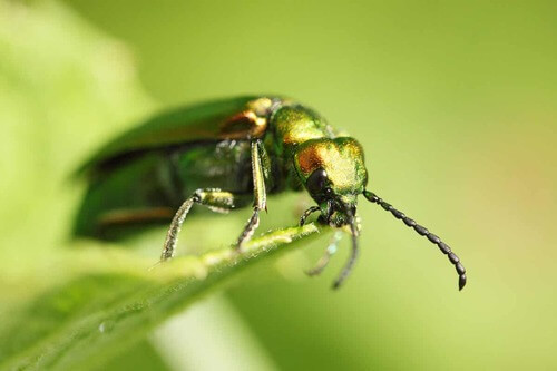 Mosca in primo piano.
