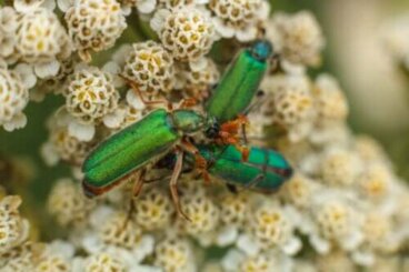 Gocce di mosca spagnola: afrodisiaco o veleno?