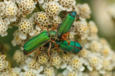 Gocce di mosca spagnola: afrodisiaco o veleno?