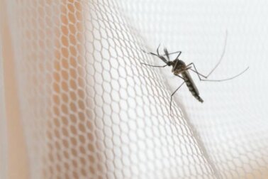 Zanzariere: tipi e caratteristiche di ciascuna