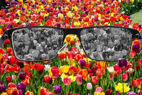 Percezione dei colori alterala tulipani colorati e bianchi e neri.