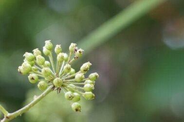 Radice di angelica: benefici e controindicazioni