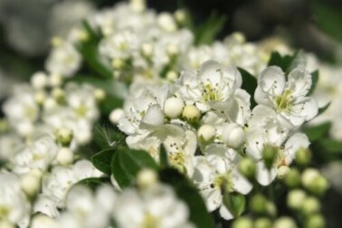 Biancospino: usi, benefici e possibili rischi