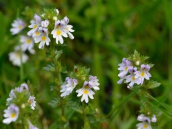 Eufrasia: amica degli occhi, ma non solo