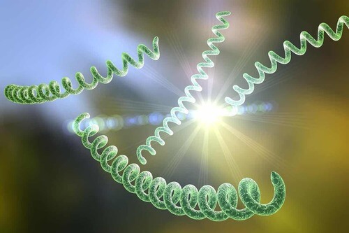 Spirochete.