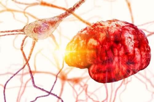 Neuroni: elementi che lo costituiscono, funzioni e classificazione