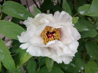 Radice di peonia bianca: benefici ed effetti collaterali