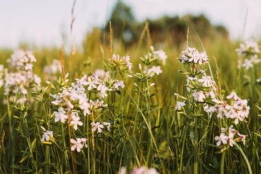 Saponaria: proprietà e usi medicinali