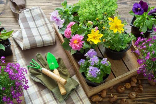 Piante e attrezzi da giardinaggio.