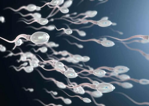 Spermatozoi in primo piano.