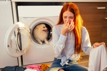 4 modi per eliminare dagli ambienti l'odore di cane