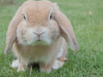 Un coniglio come animale domestico, aspetti da considerare
