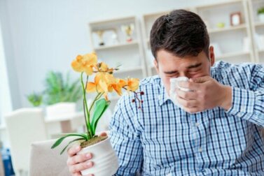 Febbre da fieno: 10 rimedi naturali che aiutano a combatterla