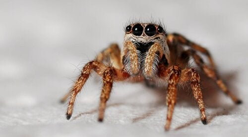 Morso del ragno: come identificarlo per agire rapidamente