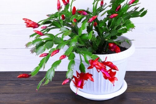 Cactus di Natale: come prendersene cura e prolungare la fioritura