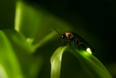 Attirare le lucciole in giardino: 8 consigli
