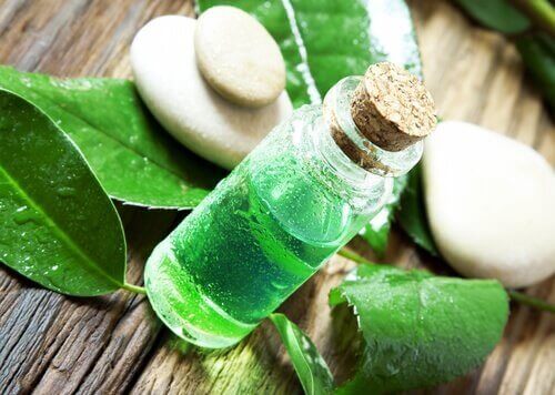 Olio di tea tree