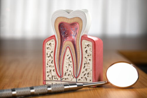 Di che cosa sono fatti i denti?