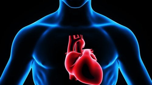 Scoperto come rigenerare il cuore dopo un infarto