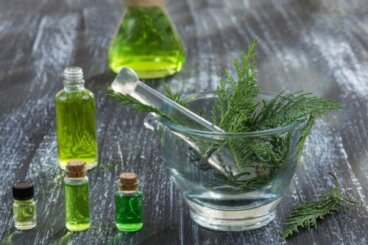 Cipresso: proprietà terapeutiche e controindicazioni