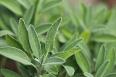 Varietà di salvia: caratteristiche e proprietà