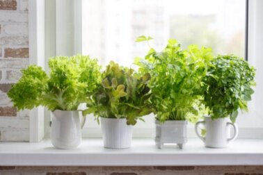 Piante aromatiche da avere in casa: quali scegliere?