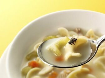 Ecco cosa succede quando un insetto si posa sul cibo