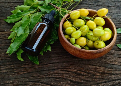 Come usare l'olio di neem per la cura delle piante da giardino