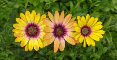 Margherita africana: caratteristiche e come coltivarla