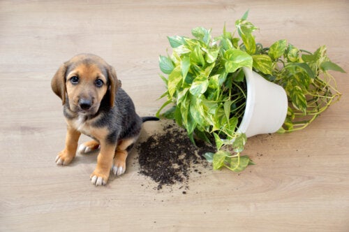 11 piante da interno sicure per i tuoi animali domestici