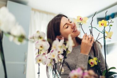 Coltivare le orchidee: cosa c'è da sapere su queste piante?