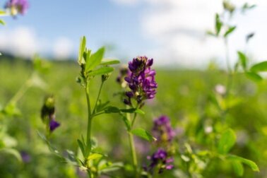 L'erba medica aiuta ad aumentare la produzione di latte materno?