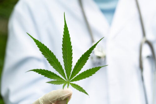 La cannabis per alleviare i sintomi della SM: che effetti ha?