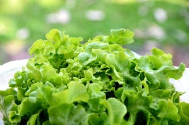 Il tè alla lattuga aiuta a dormire meglio?